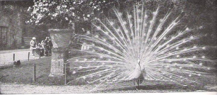 A white peacocks at Villa Sciarra – an old photo